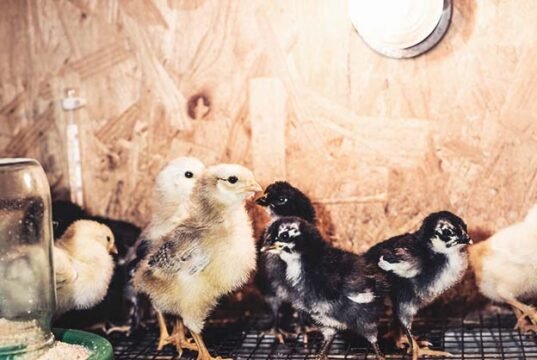 Chick Brooder