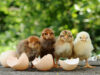 Chick Brooder