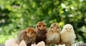 Chick Brooder