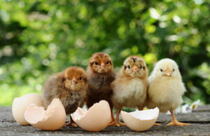 Chick Brooder