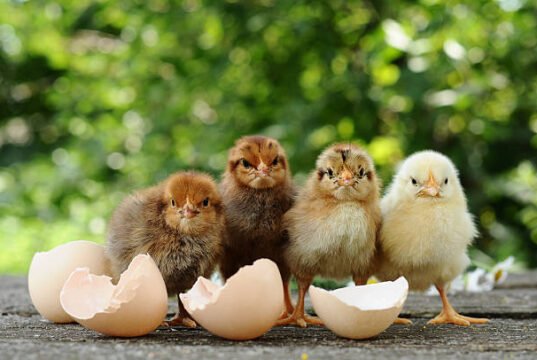Brooder ammonia smell Chick Brooder