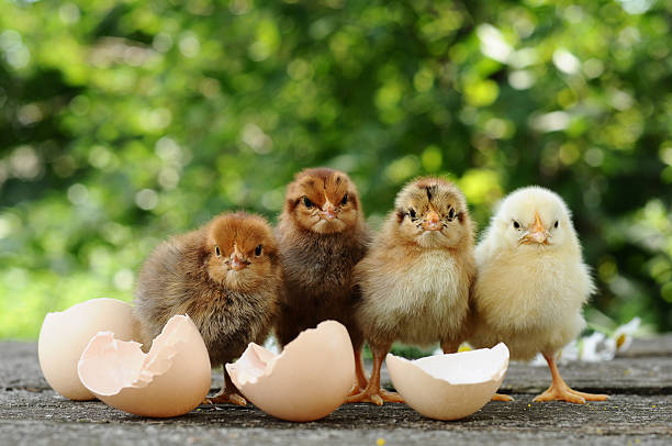 when to move chicks to brooder