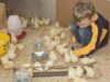 Chick Brooder