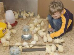 Chick Brooder