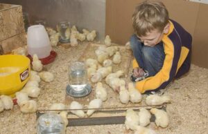 Chick Brooder
