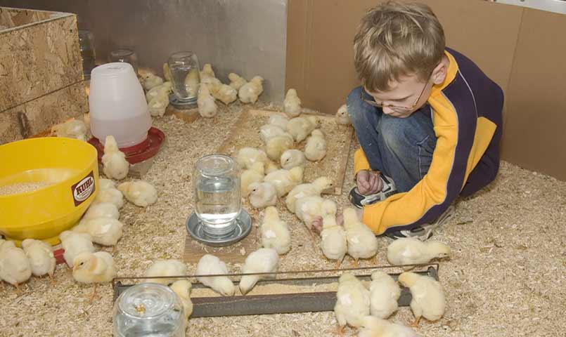 simple chick brooder setup