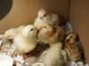 Chick Brooder