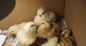 Chick Brooder
