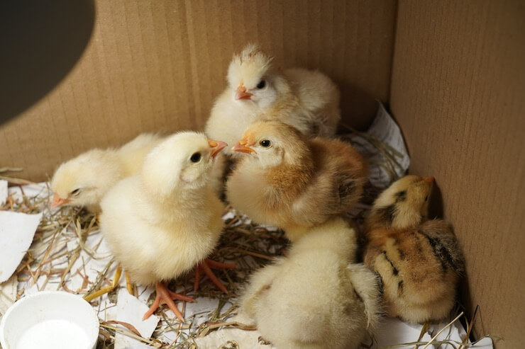 how to set up a chick brooder