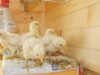 Chick Brooder