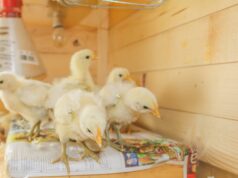 Chick Brooder