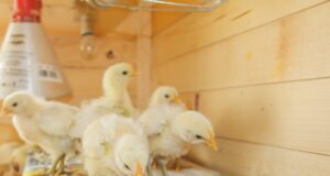 Chick Brooder
