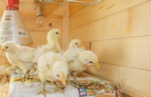 Chick Brooder