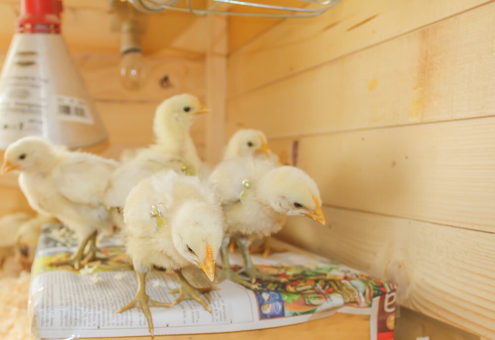 brooder box for chicks