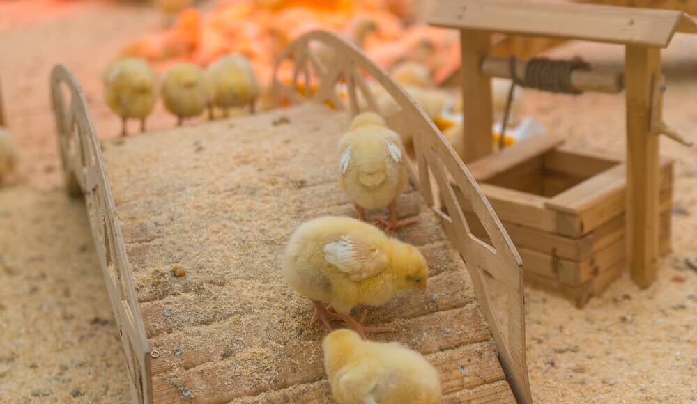 Chick Brooder