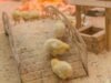 Chick Brooder