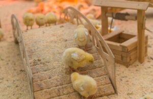 Chick Brooder