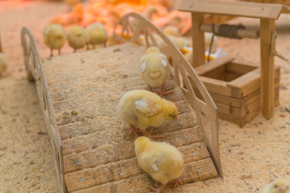 safe heating options for chicks