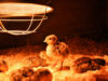 Chick Brooder