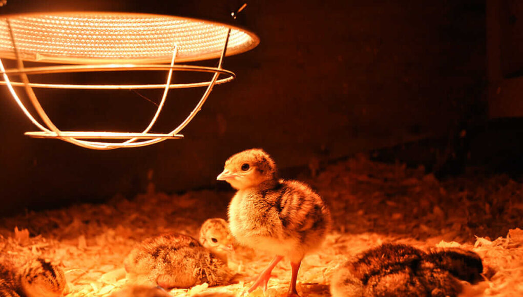 Chick Brooder