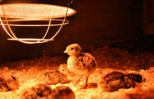 Chick Brooder