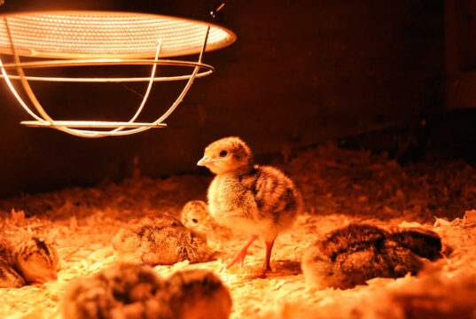 Chick Brooder