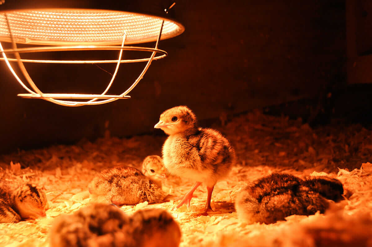 overheating chicks in brooder