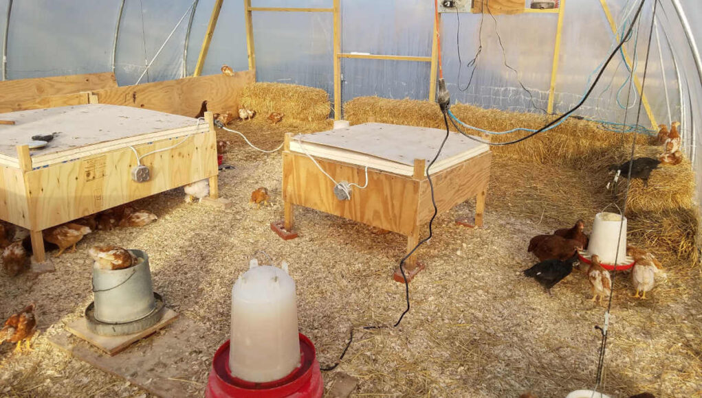 Chick Brooder