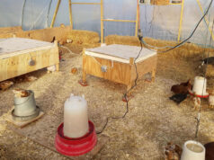 Chick Brooder
