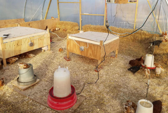 Chick Brooder