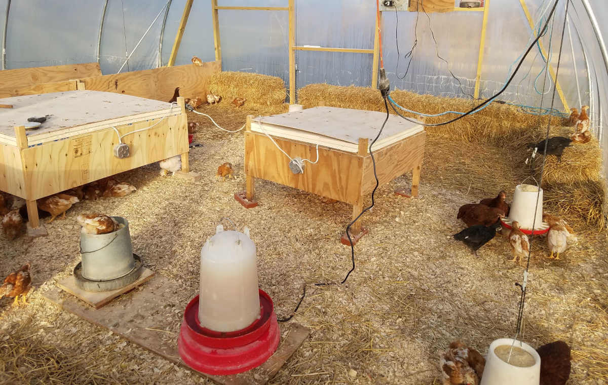 how to heat a chick brooder