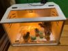 Chick Brooder