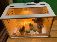 Chick Brooder