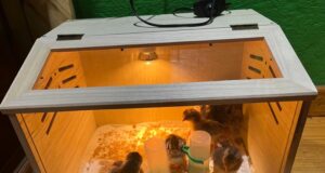 Chick Brooder