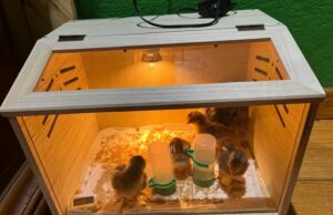 Chick Brooder