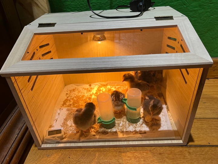 disposable chick brooder