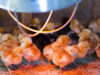 Chick Brooder
