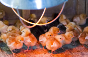 Chick Brooder