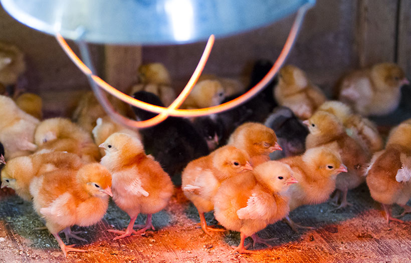 diy chick brooder ideas