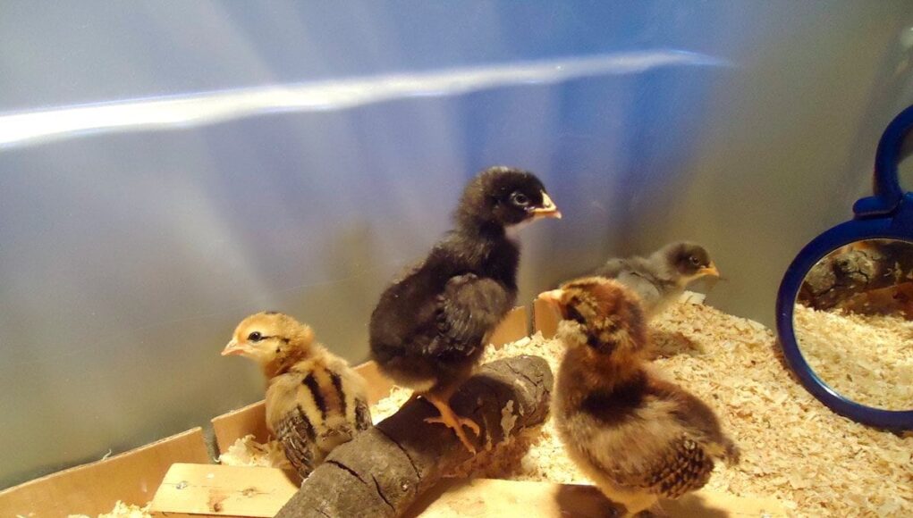Chick Brooder