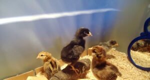 Chick Brooder