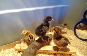 Chick Brooder