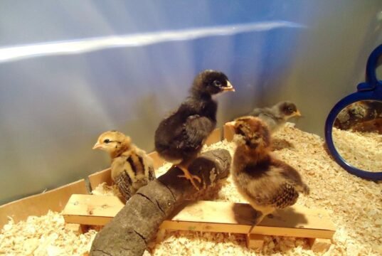 Chick Brooder
