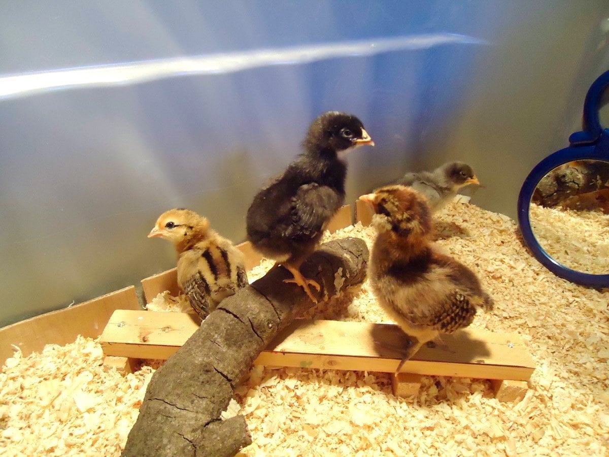 simple chick brooder setup
