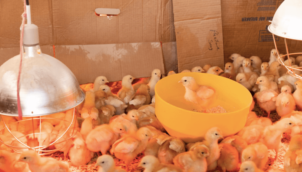 Chick Brooder