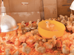 Chick Brooder