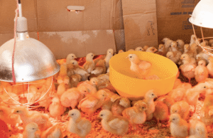 Chick Brooder