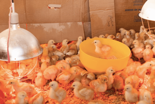 Chick Brooder