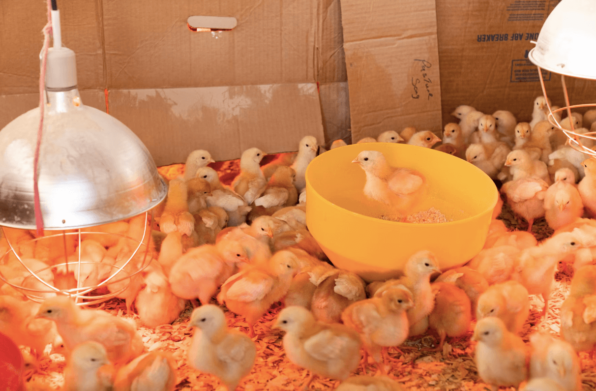what is a chick brooder