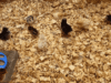 Chick Brooder